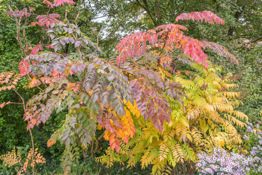 Aralia elata Japanische Aralie Blatt in Herbstf&auml;rbung