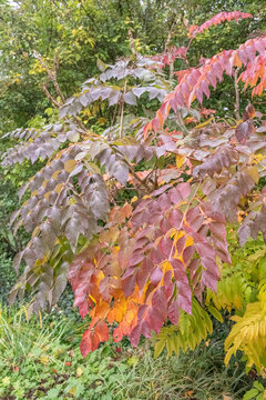 Aralia elata Japanische Aralie Blatt in Herbstf&auml;rbung