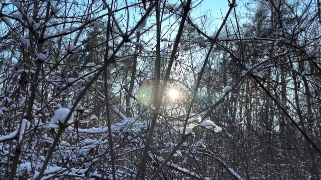Bright sun shines through snow covered tree branches in dense forest. Beautiful frost wilderness under golden sunlight flare. Serene natural scene in country park. Seasonal travel and tranquil concept
