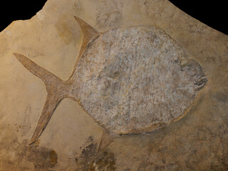 Rock containing a fossilized ray-finned fish (Gyrodus, order Picnodontiformes). © Michele