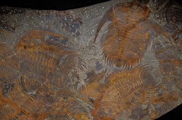 Rock containing trilobite fossils. © Michele
