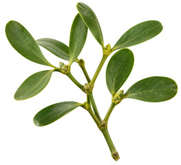 Green mistletoe branch with smooth leaves © Lora