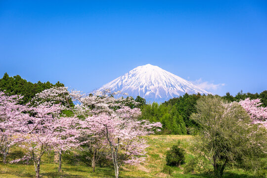 Mt. Fuji in Spring 825