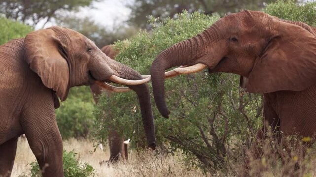 Two African elephants engage in a physical confrontation in Tsavo East National Park, Kenya, pushing against each other with their trunks and tusks in a display of strength.