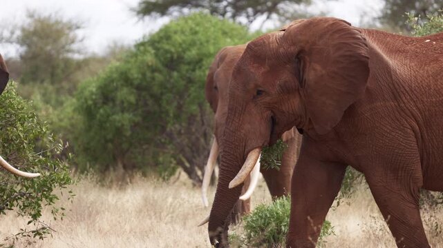 Two African elephants engage in a physical confrontation in Tsavo East National Park, Kenya, pushing against each other with their trunks and tusks in a display of strength.