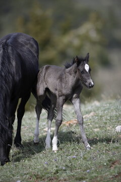 Wild horse colt in Wyoming