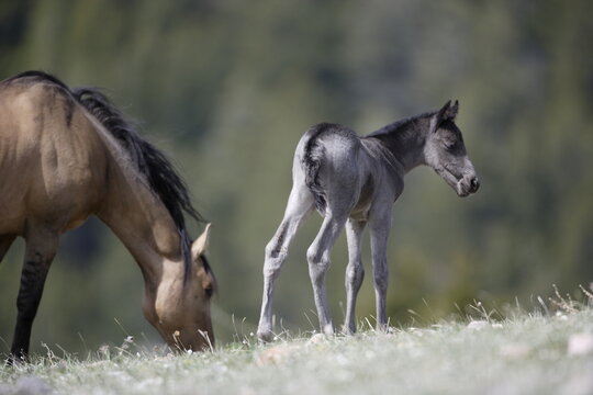 Wild horse colt in Wyoming