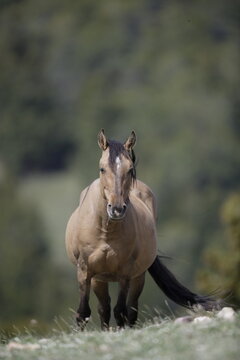 Wild horse in Wyoming