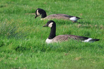 Canada Goose, Branta canadensis, grazing in marshland. Norfolk, England. © Maria