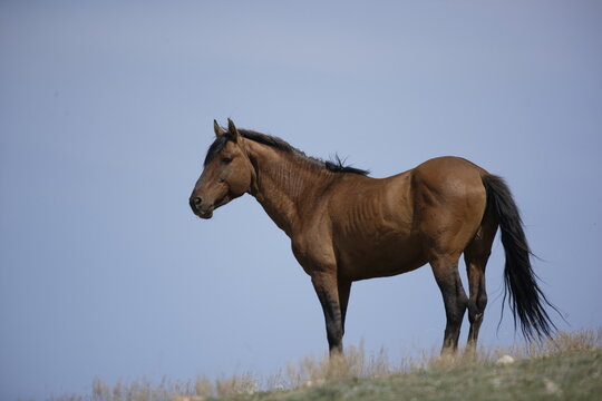 Wild horse in Wyoming