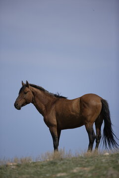 Wild horse in Wyoming