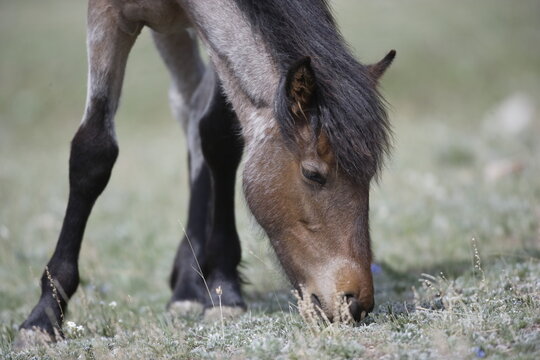 Wild horse feeding in Wyoming