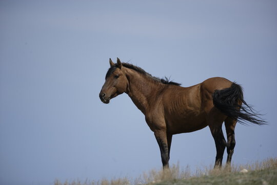 Wild horse in Wyoming