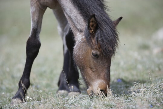 Wild horse feeding in Wyoming