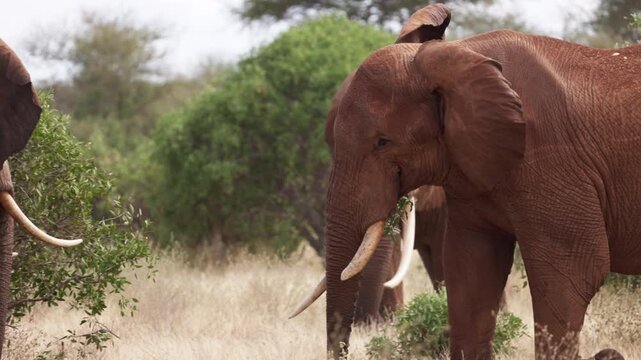 Two African elephants engage in a physical confrontation in Tsavo East National Park, Kenya, pushing against each other with their trunks and tusks in a display of strength.