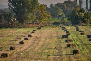 Rows of square hay bales on a freshly mown field in autumn, with golden trees, poplars and hazy hills in the background, traditional haymaking and harvest in the countryside © Marat
