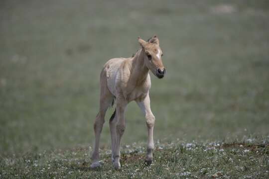 Wild horse colt in Wyoming