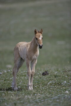 Wild horse colt in Wyoming