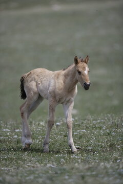 Wild horse colt in Wyoming