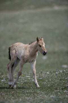 Wild horse colt in Wyoming