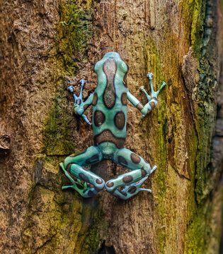 Close-up view from above of a Green and black poison dart frog (Dendrobates auratus)