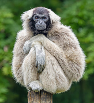 Frontal Close-up view of a female Pileated gibbon (Hylobates pileatus)