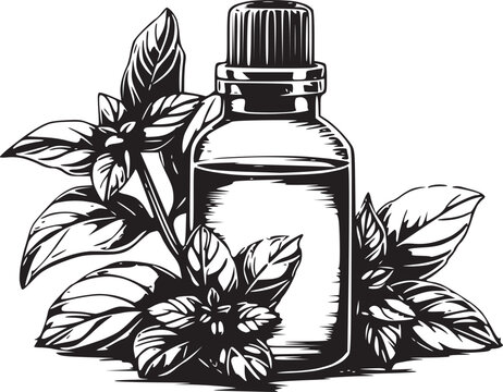 Basil leaves with essential oil bottle illustration isolated on white background, Vector, illustration