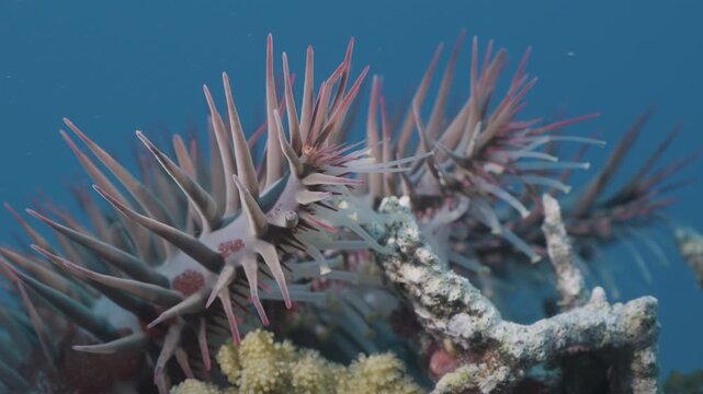 Crown-of-thorns starfish (Acanthaster planci) crawling on coral reef, active tube feet moving on substrate