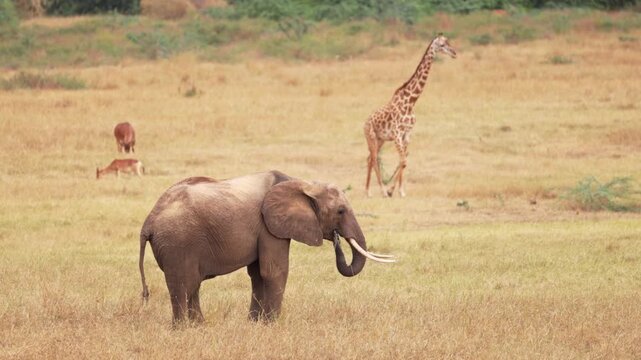 An African elephant walks through the grasslands of Tsavo East National Park, Kenya, while a giraffe stands in the background, creating a classic African wildlife scene.