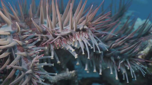 Crown-of-thorns starfish (Acanthaster planci) close-up, showing central disc, multiple arms and sharp venomous spines