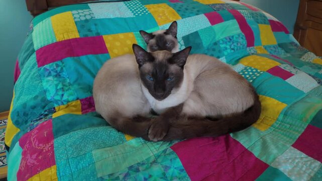 Two Siamese cats resting together on a colorful patchwork quilt