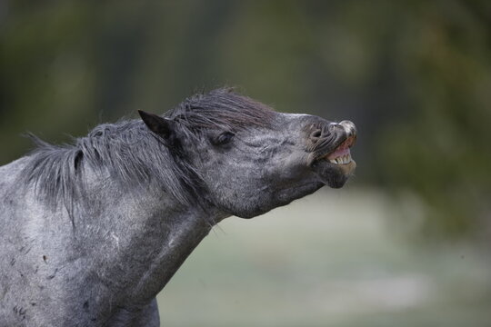 Stallion wild horse in Wyoming