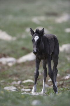 Wild horse foal in Wyoming