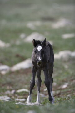 Wild horse foal in Wyoming