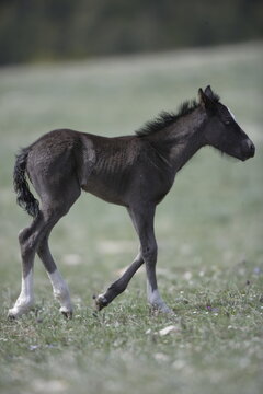 Wild horse foal in Wyoming