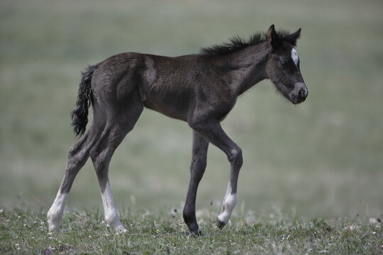 Wild horse foal in Wyoming