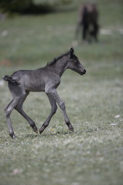 Wild horse foal in Wyoming