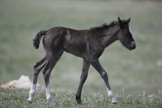 Wild horse foal in Wyoming
