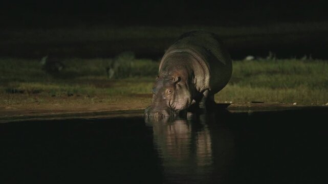 A hippopotamus drinks water at night in Tsavo East National Park, Kenya, emerging from the darkness near a waterhole. Nocturnal wildlife behavior captured during an African safari.
