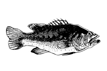 Black and White Fish Illustration with Detailed Scales and Fins on transparent background © youngchuel