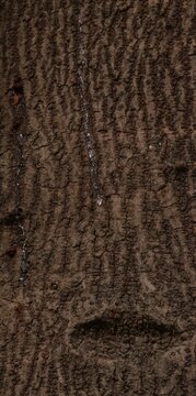 Brown tree bark texture background with rough cracked pattern and white streaks