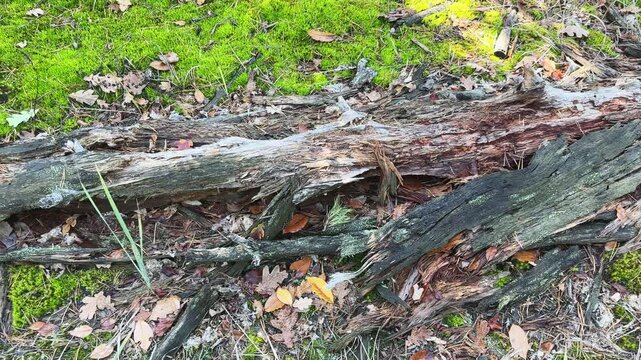 Rotting log in forest among moss and fallen leaves