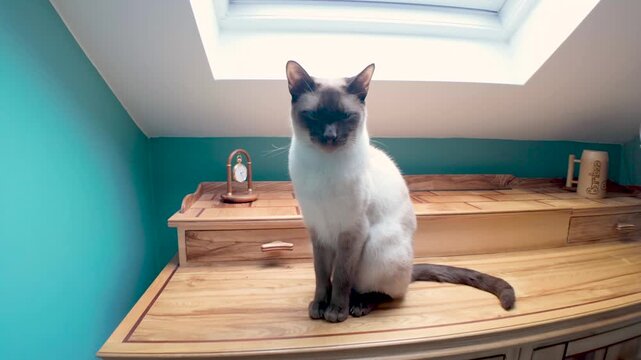 Siamese cat sitting on a wooden kitchen counter beneath a skylight