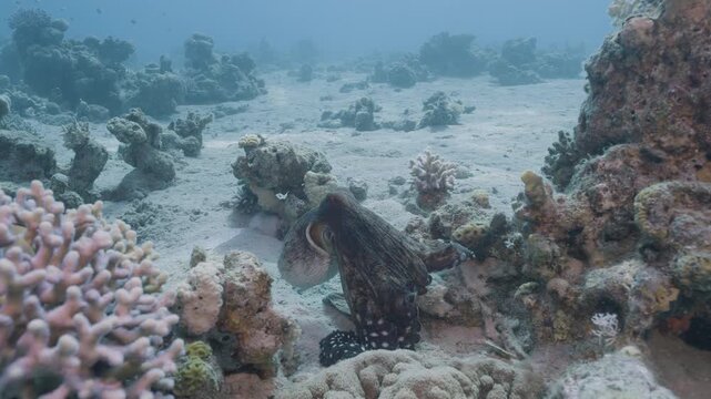Day octopus (Octopus cyanea) resting and camouflaging on hard coral reef substrate