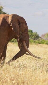 An African elephant uses its trunk to shake dust from dry grass before eating in Tsavo East National Park, Kenya. Natural feeding behavior in the African savanna.