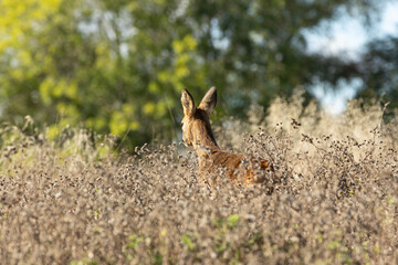 Roe Deer from behind in long grass. English countryside scenery.  © Piaffe Photography