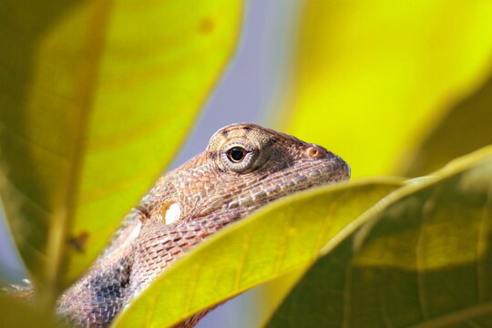 Lizard Hiding Behind Green Leaves
