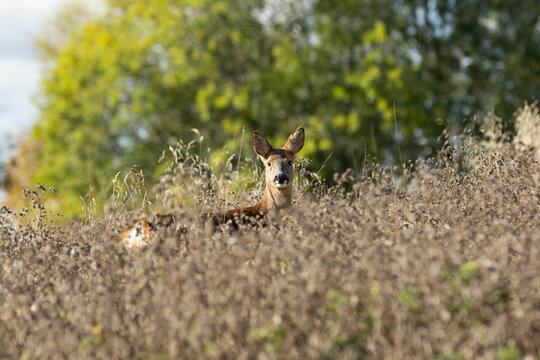 English countryside wildlife view. Roe Deer in long grass, spotting the camera. 