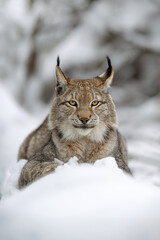 Cute and playful lynx cubs © Martin