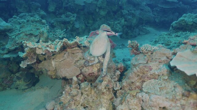 Day octopus (Octopus cyanea) swimming and camouflaging on coral reef substrate